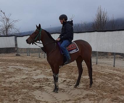 Giuliana Vee training at Penn National on February 11, 2020 (Mark Salvaggio)