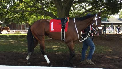 Highwaytwentyseven, with Antonio Gallardo in the irons, runs in race 5 at Monmouth Park on September 7, 2020