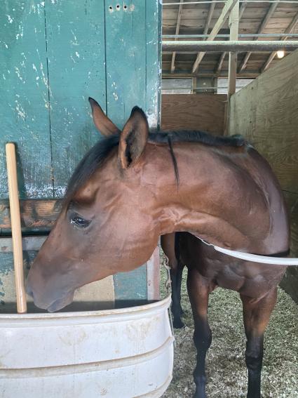 Highwaytwentyseven at Monmouth Park on Monday, July 20, 2020 (Kelly Breen)