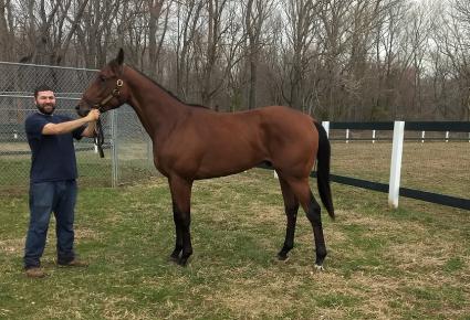 Laoban - True History colt at Overbrook Farm on March 20, 2020 (Rory Huston)