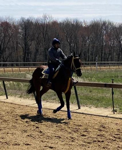 Laoban - True History colt at Overbrook Farm on April 15, 2020 (Rory Huston)