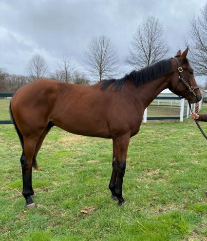 Laoban - True History colt at Overbrook Farm on April 8, 2020 (Rory Huston)