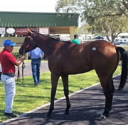 Laoban - True History colt purchased at OBS March 2020