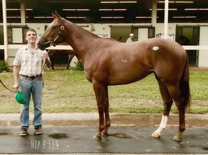 Overanalyze - Bold Kitten filly purchased at OBS June (Adam Parker)