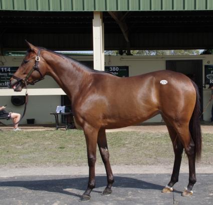 OBS March 2019 purchase - Hip 224 (Into Mischief - Home Rule) filly