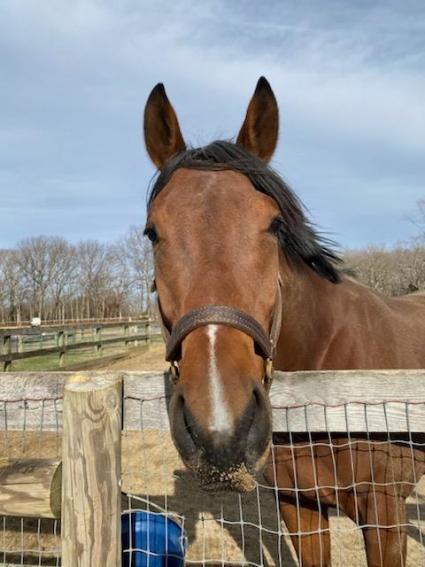 Seven Seven at Sunset Meadow Farm on December 30, 2020 (Shannon Kelly)