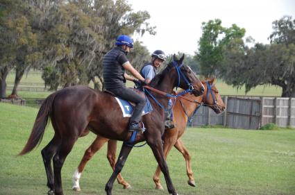 Jump Start colt Start a Fire training at T-Square Stud on March 13, 2019