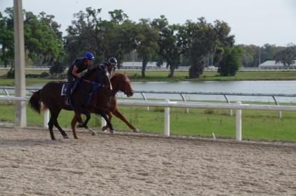 Jump Start colt Start a Fire training at T-Square Stud on March 13, 2019