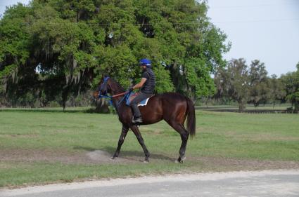 Jump Start colt Start a Fire training at T-Square Stud on March 13, 2019