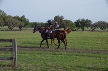 Jump Start colt Start a Fire training at T-Square Stud on March 13, 2019