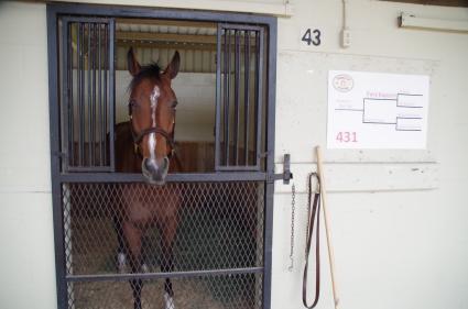 OBS March 2019 purchase - Hip 431 - Preacher (Fury Kapcori - Religious Type) colt