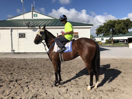 Adios Charlie filly Blue Eyed Beth at Gulfstream Park on November 8, 2018 (Ron Spatz)