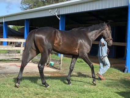 Jump Start colt Start a Fire at T-Square Stud on April 21, 2019 (Adam Parker)