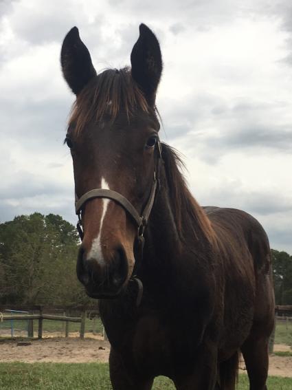 Exchanging Fire 2018 colt by Jump Start at T-Square Stud in Ocala November 2018 (Adam Parker)