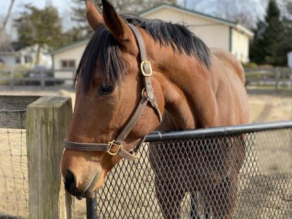 Seven Seven at Sunset Meadow Farm on December 30, 2020 (Shannon Kelly)