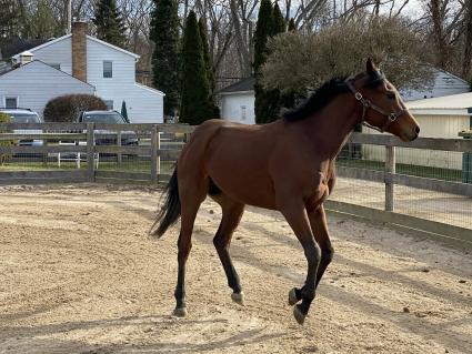 Seven Seven at Sunset Meadow Farm on December 30, 2020 (Shannon Kelly)