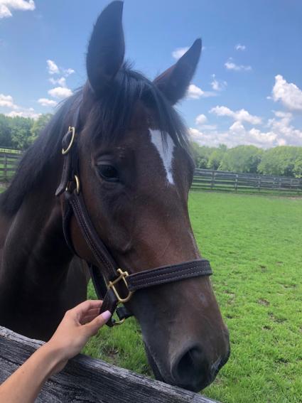 Into Mischief filly Giuliana Vee at Hunters Run Farm on July 24, 2019 (Mike Perullo)