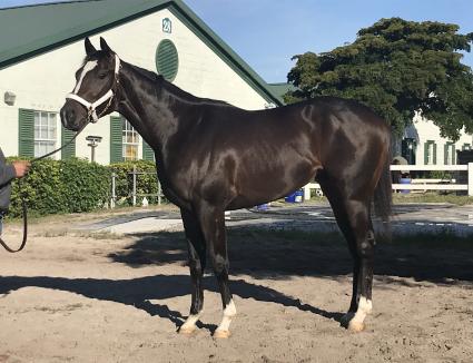 Rapstorerocks at Gulfstream Park on December 5, 2019 (Kelly Breen)