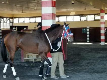 Adhwaa in race 5 at Parx on November 4, 2020 (George Katzenberger)