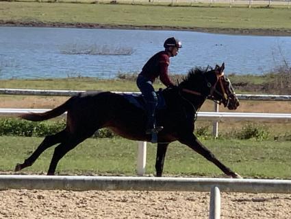 Jump Start Colt Start a Fire at T-Square Stud on January 22, 2019 (Adam Parker)