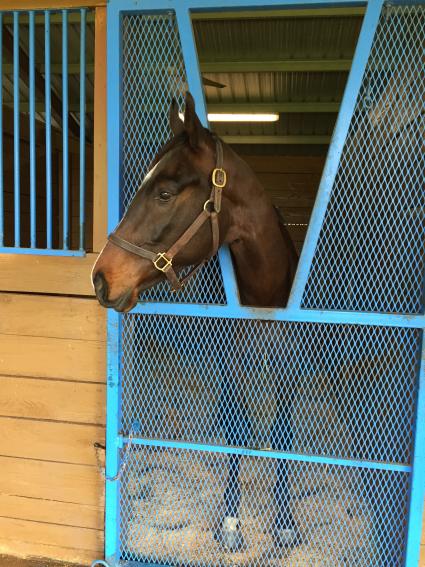 Jump Start colt Start a Fire training at T-Square Stud on March 13, 2019