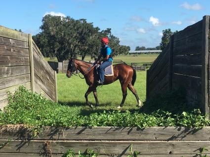 Adios Charlie filly Blue Eyed Beth training at T-Square Stud on September 25, 2018. (Adam Parker)