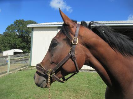 Seven Seven at Sunset Meadow Farm on Wednesday, September 30, 2020 (Jeanne Vuyosevich)