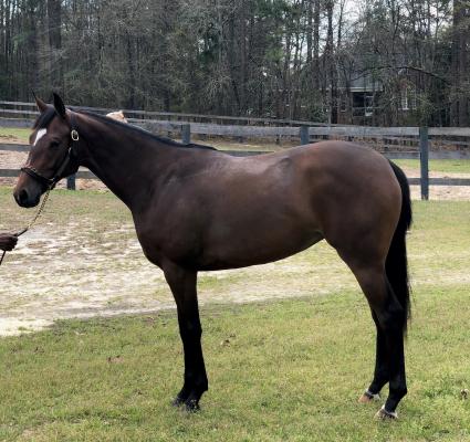 Into Mischief filly, Hip #224 OBS March at Kip Elser's farm, South Carolina, April 2019