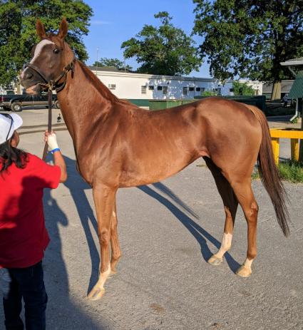 Itsgottabemyway in race 2 at Monmouth Park on August 14, 2020 (Kelly Breen)