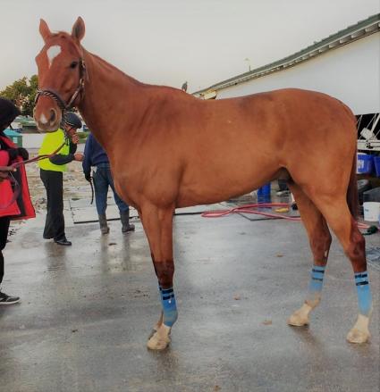 Jaiden's Best at Gulfstream Park on January 18, 2018