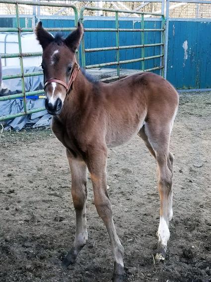 Exchanging Fire with her colt by Jump Start, born March 2, 2018 (Richele Grieb)