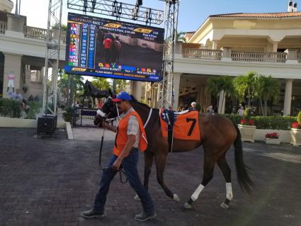 Life on the Edge in race 7 at Gulfstream Park on November 29, 2019 (Paul Callahan)