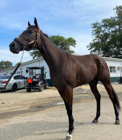 Life on the Edge the morning after her win in race 6 at Monmouth Park on August 14, 2020 (Kelly Breen)