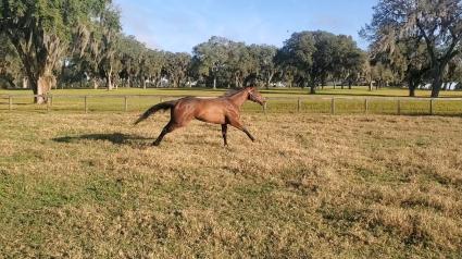 Life on the Edge at Davidson Farm in Ocala on December 20, 2019 (Megan Fadlovich/Coty Davidson)