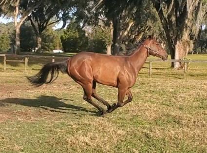 Life on the Edge at Davidson Farm in Ocala on December 20, 2019 (Megan Fadlovich/Coty Davidson)