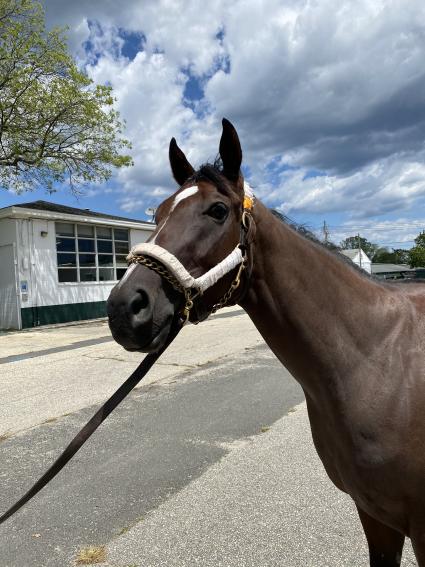 Life on the Edge arrives at Monmouth Park on June 1, 2020 (Kelly Breen)