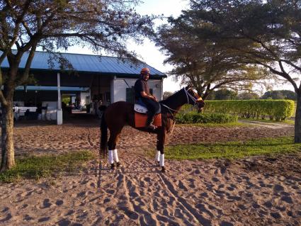 Life on the Edge heading to track to train at Palm Meadows on March 5, 2020 (Robb Levinsky)