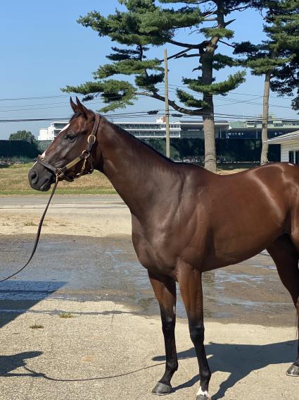 Life on the Edge the day after her big win in race 3 at Monmouth Park on July 31, 2020 (Kelly Breen)