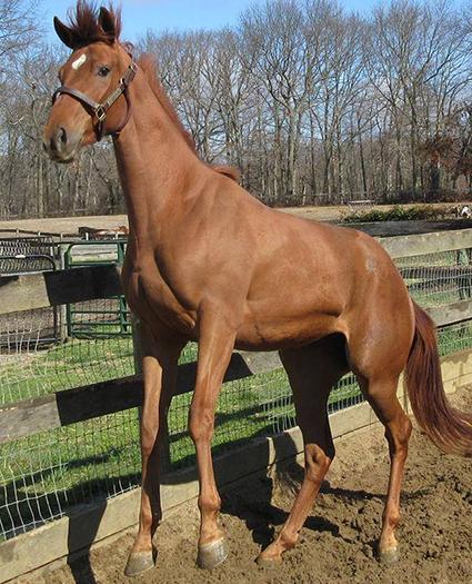 Kenwood Racing's 2YO Scat Daddy filly at Sunset Meadow Farm