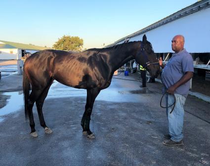 Lookinlikeaqueen outside barn at Gulfstream Park on April 2, 2020 (Ron Spatz)