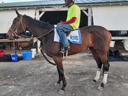 Lookinlikeaqueen training at Gulfstream Park on March 18, 2020 (Ronnie Spatz)