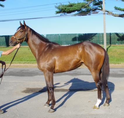 Mandel, 3YO gelding by Malibu Moon, at Monmouth Park