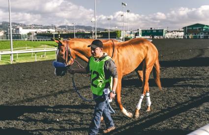 More Than Ready colt More Ice in the El Camino Real Derby at Golden Gate Fields on February 16, 2019 (Christian Murillo)