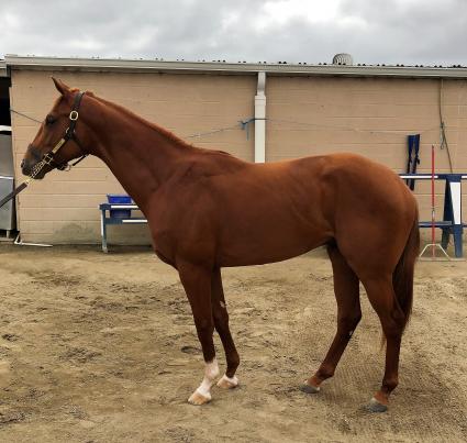 More Than Ready colt More Ice at Los Alamitos, trained by Jerry Hollendorfer (Don Chatlos)