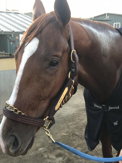 More Ice after morning work at Santa Anita on Sunday, September 30, 2018 (Bow River LLC)