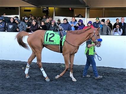 More Than Ready colt More Ice in the El Camino Real Derby at Golden Gate Fields on February 16, 2019 (Mark Friedman)