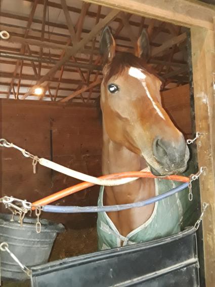 New Found Treasure in her stall at Penn National on December 16, 2019 (Mark Salvaggio)