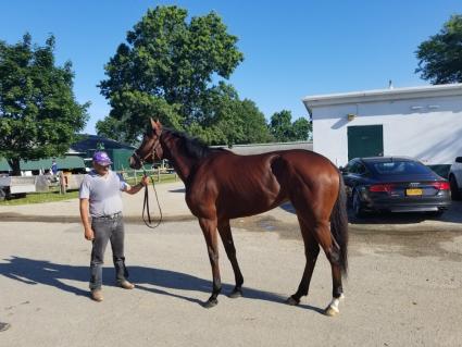 New Found Treasure at Monmouth Park on July 16, 2019 (Jack Czajkowski)