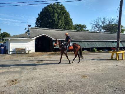 New Found Treasure training at Monmouth Park on August 20, 2019 (Robb Levinsky)