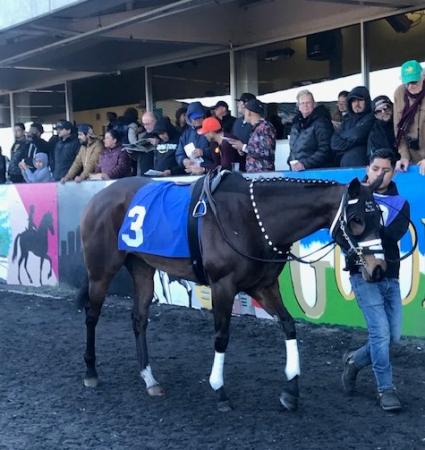 Night of Idiots in race 6 at Golden Gate Fields on Sunday, February 9, 2020 (Helen Hansel)